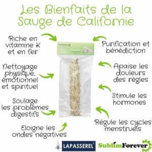 SAUGE BLANCHE D’ISRAEL