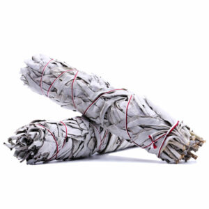 SAUGE BLANCHE D’ISRAEL